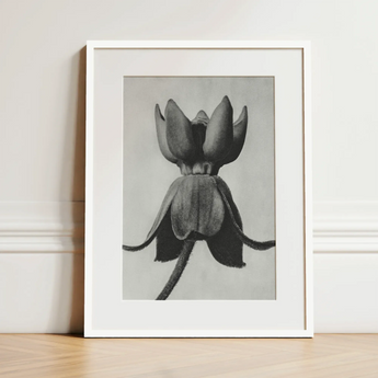 Asclepias Syriaca (common Milkweed) - Karl Blossfeldt Art Print / Canvas Black-and-white Framed Botanical Illustration Closed Flower Bud
