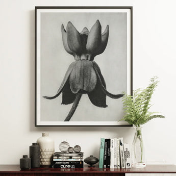 Asclepias Syriaca (common Milkweed) - Karl Blossfeldt Art Print / Canvas Black White Photograph Tulip Flower Bloom Framed Mounted Karl