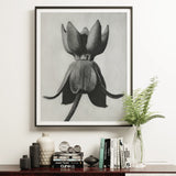 Asclepias Syriaca (common Milkweed) - Karl Blossfeldt Art Print / Canvas Black White Photograph Tulip Flower Bloom Framed Mounted,