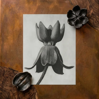 Black-and-white Pencil Flower Bud Textured Paper Karl Blossfeldt, Asclepias Syriaca, Otherworldly Sculpture