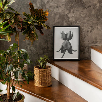 Asclepias Syriaca (common Milkweed) - Karl Blossfeldt Art Print / Canvas Framed Black White Artwork Stylized Flower Plant Form,