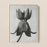 Asclepias Syriaca (common Milkweed) - Karl Blossfeldt Art Print / Canvas Framed Black-and-white Botanical Illustration Closed Flower Bud