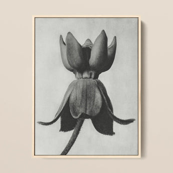 Asclepias Syriaca (common Milkweed) - Karl Blossfeldt Art Print / Canvas Framed Black-and-white Botanical Illustration Closed Flower Bud