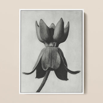 Asclepias Syriaca (common Milkweed) - Karl Blossfeldt Art Print / Canvas Framed Black-and-white Botanical Illustration Closed Flower