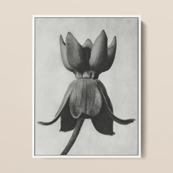 Asclepias Syriaca (common Milkweed) - Karl Blossfeldt Art Print / Canvas Framed Black-and-white Botanical Illustration Closed Flower