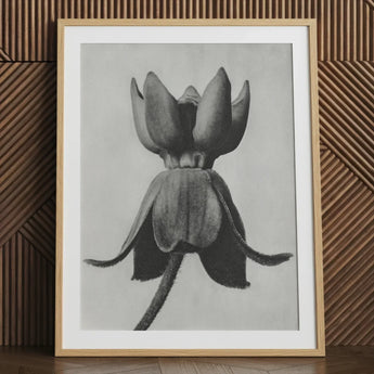 Asclepias Syriaca (common Milkweed) - Karl Blossfeldt Art Print / Canvas Framed Black-and-white Pencil Detailed Closed Flower Bud Textured,