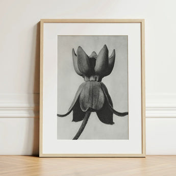 Asclepias Syriaca (common Milkweed) - Karl Blossfeldt Art Print / Canvas Minimalist Black-and-white Framed Detailed Pencil Sketch,