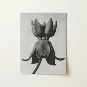 Asclepias Syriaca (common Milkweed) - Karl Blossfeldt Art Print / Canvas Monochrome Charcoal Lotus Bud Rendered Detailed Texture,