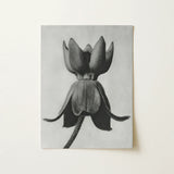 Asclepias Syriaca (common Milkweed) - Karl Blossfeldt Art Print / Canvas Monochrome Charcoal Lotus Bud Canvas Rendered Detailed Texture