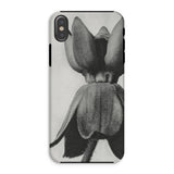 Asclepias Syriaca (common Milkweed) - Karl Blossfeldt Phone Case Iphone Xs / Matte Phone Case Black White Photograph Tulip Flower Karl
