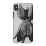 Asclepias Syriaca (common Milkweed) - Karl Blossfeldt Phone Case Iphone Xs / Matte Phone Case Black White Photograph Tulip Flower Karl