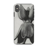 Asclepias Syriaca (common Milkweed) - Karl Blossfeldt Phone Case Iphone Xs Max / Matte Phone Case Black White Photograph Tulip Flower Karl