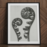 Aspidium Filix Mas (schildvarenbladeren) - Karl Blossfeldt Art Print / Canvas, 24x32’’ / 61x81cm / Zwart Frame / Matboard, Posters Prints &