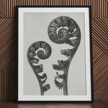 Aspidium Filix Mas (schildvarenbladeren) - Karl Blossfeldt Art Print / Canvas, 24x32’’ / 61x81cm / Zwart Frame / Matboard, Posters Prints &