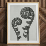 Aspidium Filix Mas (schildvarenbladeren) - Karl Blossfeldt Art Print / Canvas, 24x32’’ / 61x81cm / Natuurlijk Frame / Matboard, Posters Prints