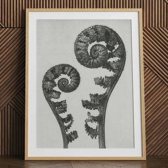 Aspidium Filix Mas (schildvarenbladeren) - Karl Blossfeldt Art Print / Canvas, 24x32’’ / 61x81cm / Natuurlijk Frame / Matboard, Posters Prints