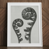 Aspidium Filix Mas (schildvarenbladeren) - Karl Blossfeldt Art Print / Canvas, 24x32’’ / 61x81cm / Wit Frame / Matboard, Posters Prints &
