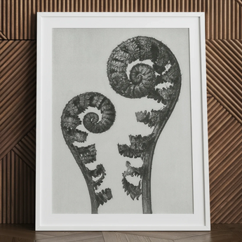 Aspidium Filix Mas (schildvarenbladeren) - Karl Blossfeldt Art Print / Canvas, 24x32’’ / 61x81cm / Wit Frame / Matboard, Posters Prints &