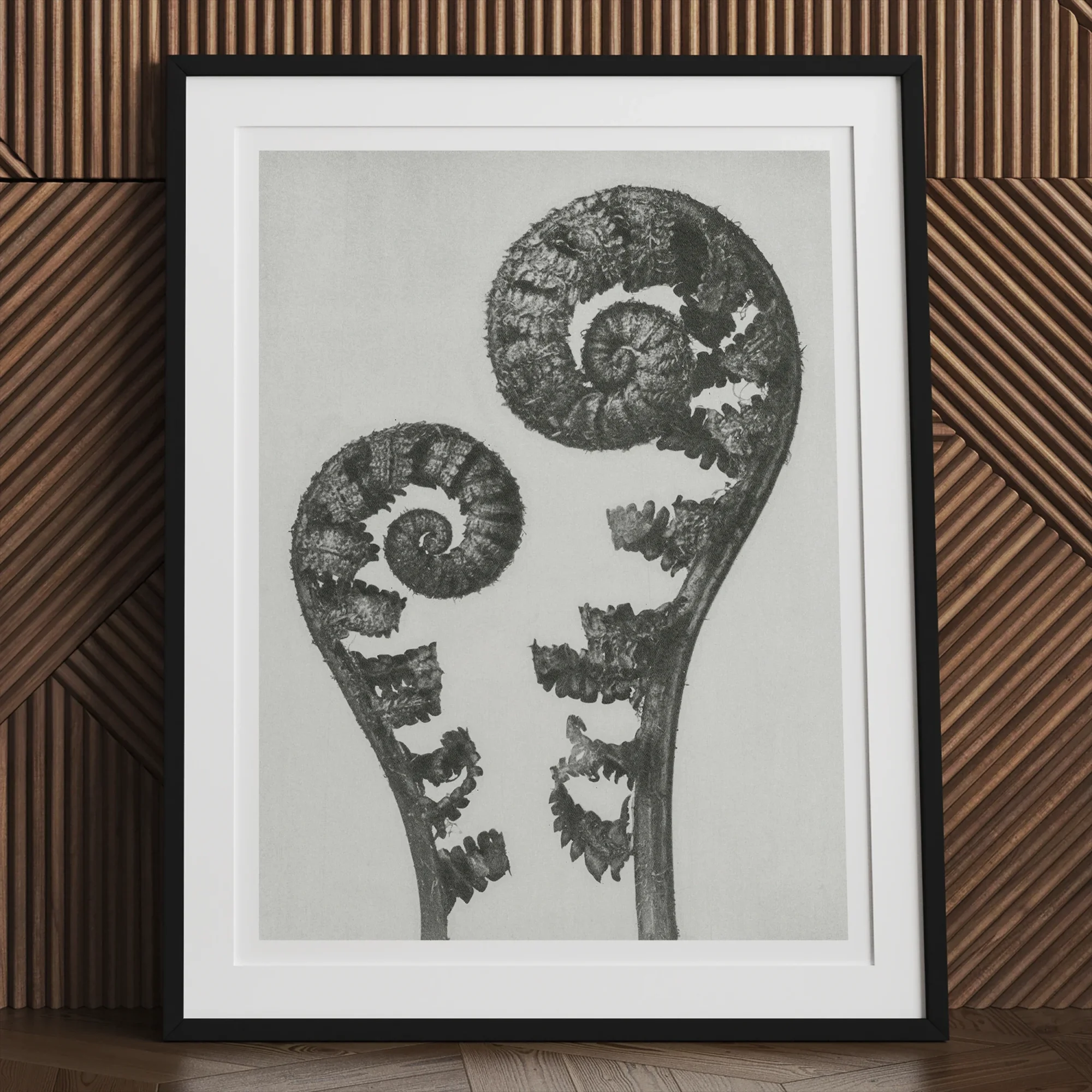 Aspidium Filix Mas (shield Fern Fronds) Karl Blossfeldt Art Print, 30x40’’ / 76x101cm / Unframed, Framed Black White Artwork Two Curled
