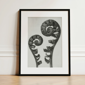 Aspidium Filix Mas (shield Fern Fronds) - Karl Blossfeldt Art Print / Canvas, 12x16’’ / 31x41cm / Black Frame / Matboard, Posters Prints &