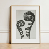 Aspidium Filix Mas (shield Fern Fronds) - Karl Blossfeldt Art Print / Canvas, 12x16’’ / 31x41cm / Natural Frame / Matboard, Posters Prints