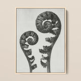 Aspidium Filix Mas (shield Fern Fronds) - Karl Blossfeldt Art Print / Canvas, 12x16’’ / 31x41cm / Natural Frame, Posters Prints & Visual