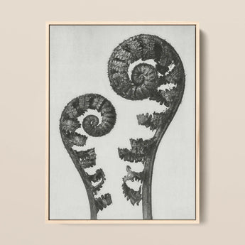 Aspidium Filix Mas (shield Fern Fronds) - Karl Blossfeldt Art Print / Canvas, 12x16’’ / 31x41cm / Natural Frame, Posters Prints & Visual
