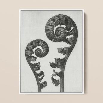 Aspidium Filix Mas (shield Fern Fronds) - Karl Blossfeldt Art Print / Canvas, 12x16’’ / 31x41cm / White Frame, Posters Prints & Visual