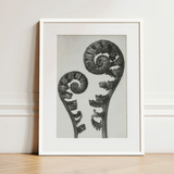 Aspidium Filix Mas (shield Fern Fronds) - Karl Blossfeldt Art Print / Canvas, 12x16’’ / 31x41cm / White Frame / Matboard, Posters Prints &