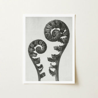 Aspidium Filix Mas (shield Fern Fronds) - Karl Blossfeldt Art Print / Canvas Black-and-white Photographic Two Intricately Coiled Fronds,