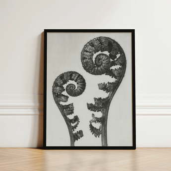 Black-framed Artwork Monochrome Photograph Two Intricately Detailed Fern Karl Blossfeldt, Shield Fronds, Aspidium Filix Mas