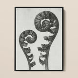 Aspidium Filix Mas (shield Fern Fronds) - Karl Blossfeldt Art Print / Canvas Black-framed Artwork Monochrome Photograph Two Intricately