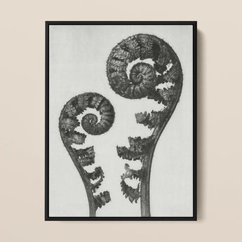 Aspidium Filix Mas (shield Fern Fronds) - Karl Blossfeldt Art Print / Canvas Black-framed Artwork Monochrome Photograph Two Intricately