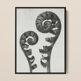Aspidium Filix Mas (shield Fern Fronds) - Karl Blossfeldt Art Print / Canvas Black-framed Artwork Monochrome Photograph Two Intricately