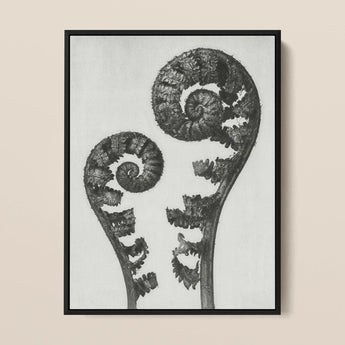 Aspidium Filix Mas (shield Fern Fronds) - Karl Blossfeldt Art Print / Canvas Black-framed Artwork Monochrome Photograph Two Intricately