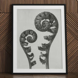 Aspidium Filix Mas (shield Fern Fronds) - Karl Blossfeldt Art Print / Canvas Black-framed Monochrome Photograph Two Intricately Coiled,