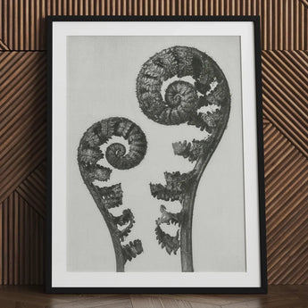 Aspidium Filix Mas (shield Fern Fronds) - Karl Blossfeldt Art Print / Canvas Black-framed Monochrome Photograph Two Intricately Coiled,