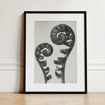 Aspidium Filix Mas (shield Fern Fronds) - Karl Blossfeldt Art Print / Canvas Black-framed Art Print Monochrome Photograph Two Intricately