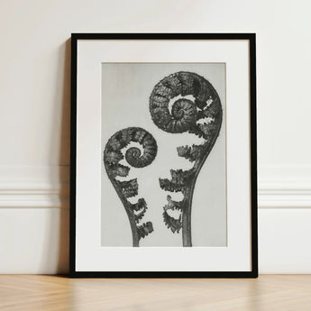 Aspidium Filix Mas (shield Fern Fronds) - Karl Blossfeldt Art Print / Canvas Black-framed Monochrome Photograph Two Intricately Coiled,