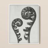 Aspidium Filix Mas (shield Fern Fronds) - Karl Blossfeldt Art Print / Canvas Black-and-white Framed Artwork Two Intricately Coiled Fronds,