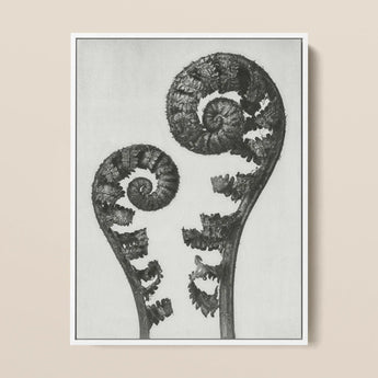 Aspidium Filix Mas (shield Fern Fronds) - Karl Blossfeldt Art Print / Canvas Black-and-white Framed Artwork Two Intricately Coiled Fronds,