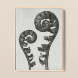 Aspidium Filix Mas (shield Fern Fronds) - Karl Blossfeldt Art Print / Canvas Black-and-white Framed Artwork Two Intricately Detailed Fern