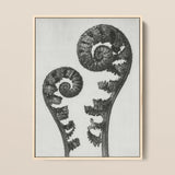 Aspidium Filix Mas (shield Fern Fronds) - Karl Blossfeldt Art Print / Canvas Black-and-white Framed Artwork Two Intricately Detailed