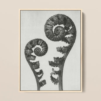 Aspidium Filix Mas (shield Fern Fronds) - Karl Blossfeldt Art Print / Canvas Black-and-white Framed Artwork Two Intricately Detailed
