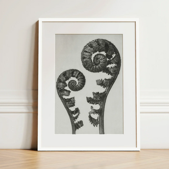 Aspidium Filix Mas (shield Fern Fronds) - Karl Blossfeldt Art Print / Canvas Black-and-white Framed Print Two Intricately Detailed Fern