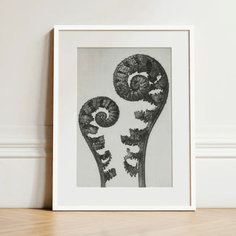 Aspidium Filix Mas (shield Fern Fronds) - Karl Blossfeldt Art Print / Canvas Black-and-white Framed Two Intricately Detailed Fronds,