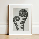 Aspidium Filix Mas (shield Fern Fronds) - Karl Blossfeldt Art Print / Canvas Black-and-white Framed Two Intricately Detailed Fronds,