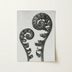 Aspidium Filix Mas (shield Fern Fronds) - Karl Blossfeldt Art Print / Canvas Black-and-white Photographic Two Intricately Coiled Fronds,
