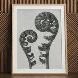 Aspidium Filix Mas (shield Fern Fronds) - Karl Blossfeldt Art Print / Canvas Framed Black-and-white Photograph Two Intricately Detailed