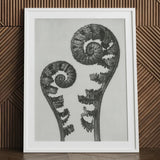 Aspidium Filix Mas (shield Fern Fronds) - Karl Blossfeldt Art Print / Canvas White-framed Black-and-white Photographic Two Intricately
